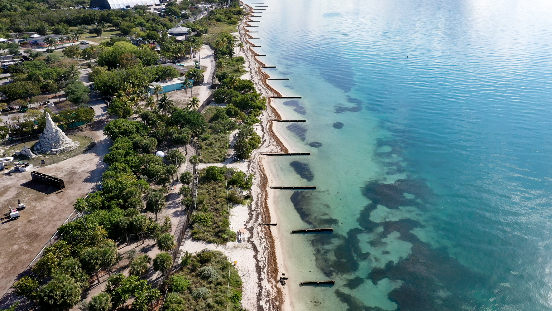 Seagrass (U.S. National Park Service)