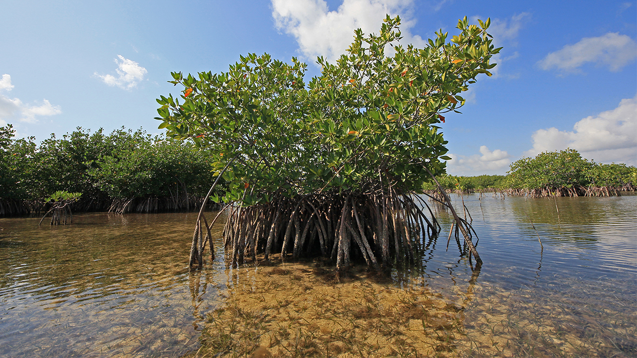 Dying Bay: Seagrass Task Force Meets Today - Key News