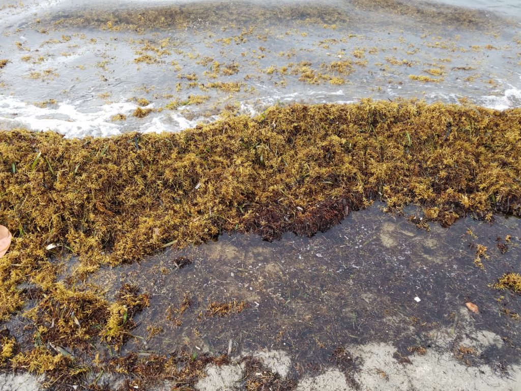 Facts First Explaining Sargassum Key News