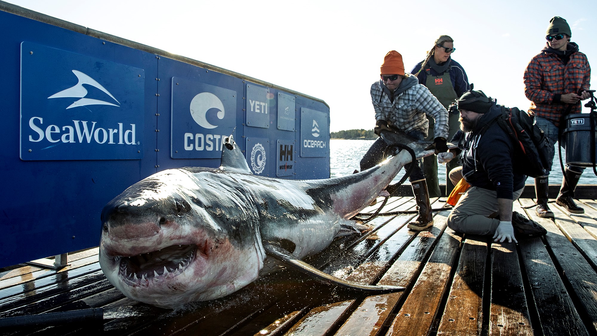 Great White Sharks Just Visiting - Key News